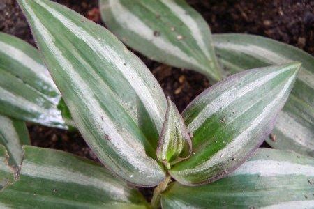 Традесканция (60 фото) - виды, уход и выращивание