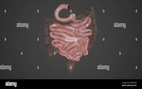 Small Intestine Parts Stock Photo - Alamy