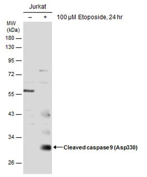 Caspase 9 Cleaved Asp330 Polyclonal Antibody Pa5 77889