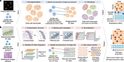 The workflows for preprocessing raw data in a) imaging‐based and b ...