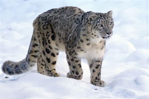 10 of the Most Endangered Species in India in 2024 | Earth.Org