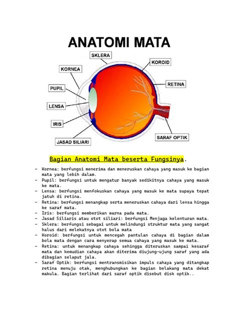 Bagian Anatomi Mata Beserta Fungsinya | PDF