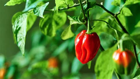 How To Grow Habanero Peppers Chili Growing Tips