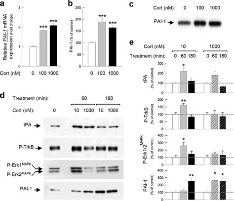 Pai 1 Expression Is Increased By Corticosterone Pai 1 Mrna Measured By Download Scientific