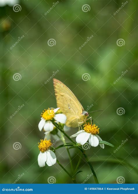 Butterflies in Fresh Green Grass Fields Stock Photo - Image of
