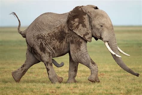 What Happens to Elephants in Musth?