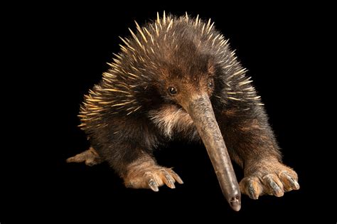 Western Long Beaked Echidna Zaglossus Bruijnii Joel Sartore