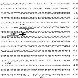 S1 Nuclease Protection Mapping Of The ABCA2 Transcription Start Site A