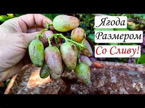 Ягода размером со СЛИВУ. Виноград Бонапарт (Гусева С.Э.) - YouTube