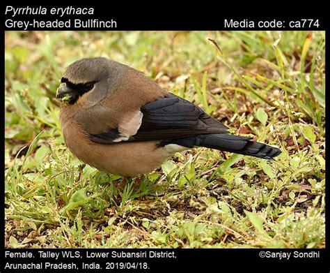 Pyrrhula Erythaca Blyth 1862 Grey Headed Bullfinch Birds