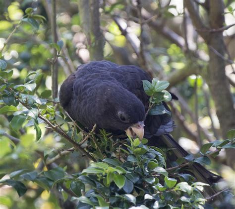 Pictures And Information On Black Parrot