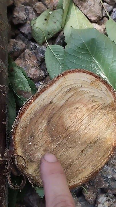 Камедь на стволе, что это значит? - YouTube