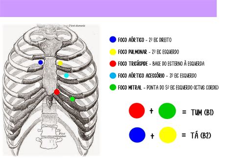 Ausculta Cardiaca Anatomia Sistema Cardiovascular Off