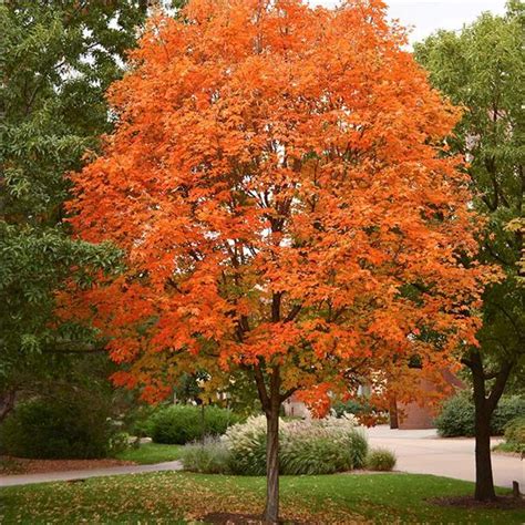 Sugar Maple: A Sweet Autumn Stunner | Root Nashville