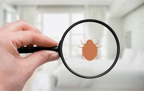 Como Funciona A Dedetiza O De Percevejos Contra A Doen A De Chagas