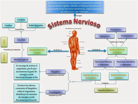 El Sistema Nervioso ¿cÓmo Funciona Nuestro Sistema Nervioso