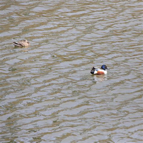 Northern Shoveler - Bird Watching Academy