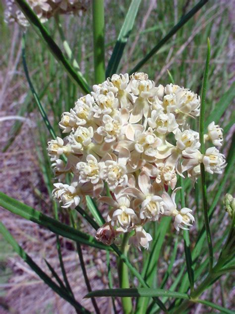 Vascular Plants Of The Gila Wilderness Asclepias Subverticillata