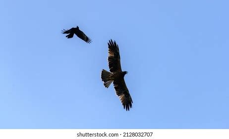 3,829 Crow fight Images, Stock Photos & Vectors | Shutterstock