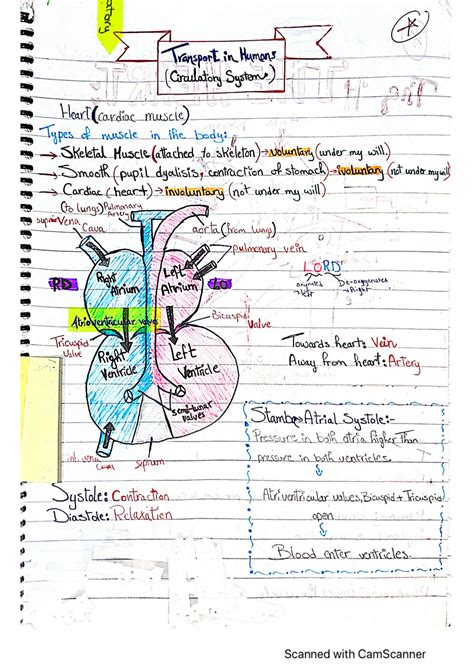 SOLUTION Notes For Transport In Humans Circulatory System Igcse Cie