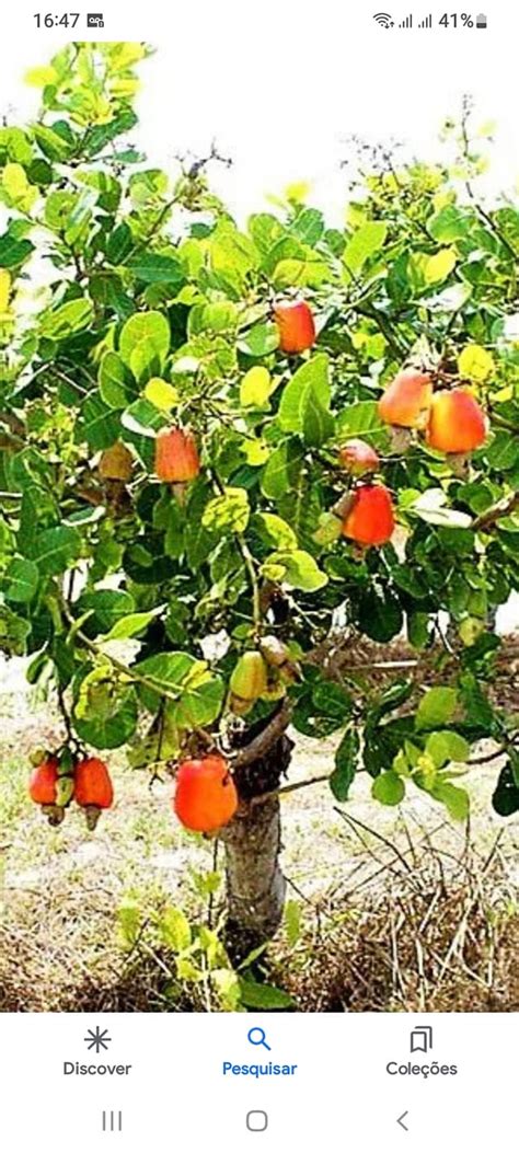 Cajueiro Seco Jaboatão Dos Guararapes Pe - Bairro cajueiro seco-jaboatão dos guararapes-pe