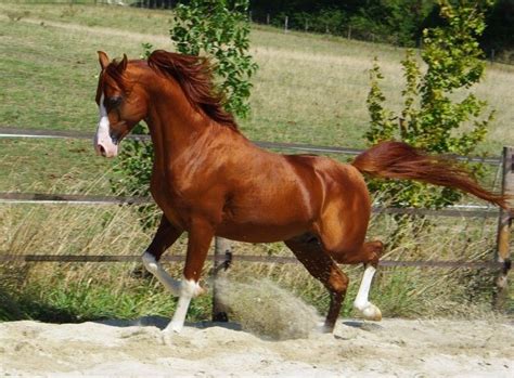 Un cheval alezan | Beautiful arabian horses, Horses, Horse world