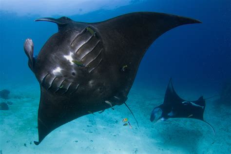 The Beautiful Black Manta Rays Of Raja Ampat Papua Paradise