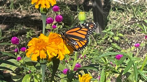 Monarch butterflies listed as endangered after population decline