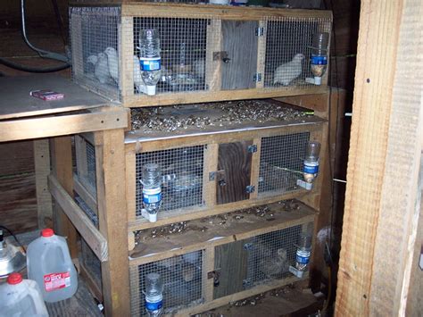 Homemade Quail Cages