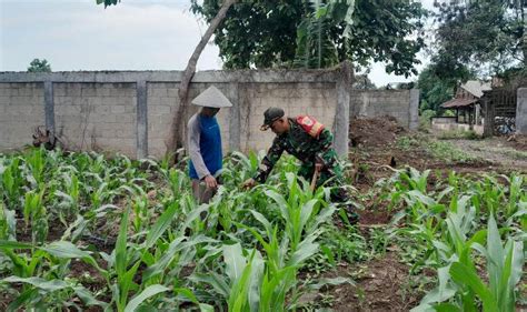 Koramil 12 Rajek Kodim 0510 Trs Tanam Jagung Di Lahan Urban Farming