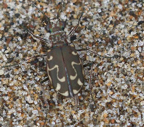 Beetle Cicindela Bugguidenet