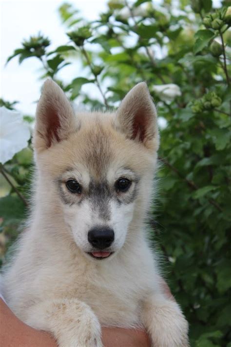 Elevage Of Artic West Wind Eleveur De Chiens Siberian Husky