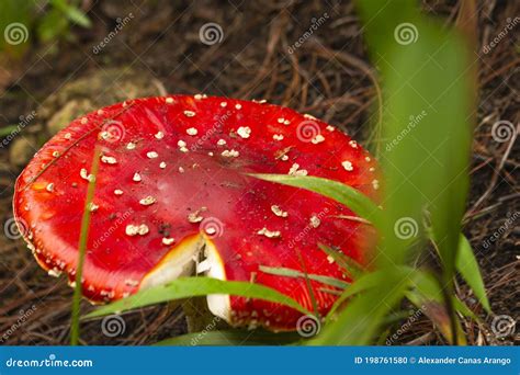 Amanita Muscaria Rode Giftige Agarische Vliegenpaddenstoel In Het Bos