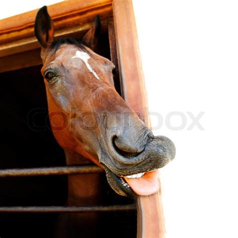 Funny horse's head | Stock image | Colourbox