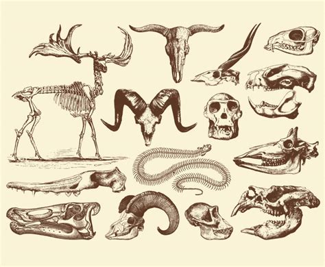 Animal Skulls Vector Art & Graphics | freevector.com