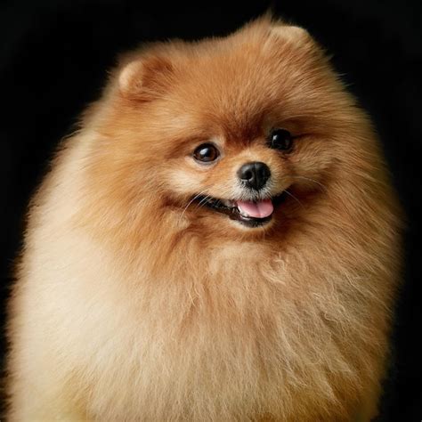 Retrato De Primer Plano De Lindo Cachorro Esponjoso De Pomeranian Spitz