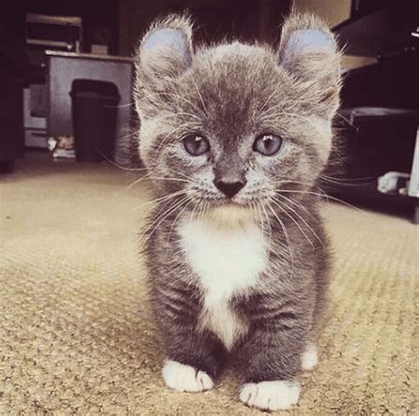 literal definition  adorable aww