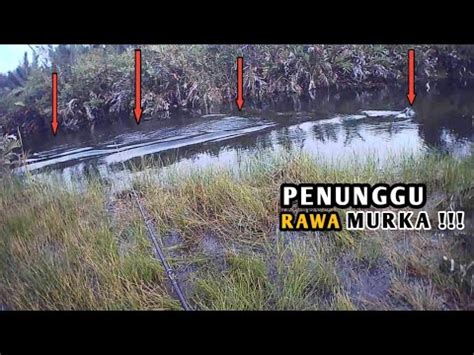 Untung Masih Selamat Nyaris Pemancing Ini Jadi Santapan Penunggu Rawa