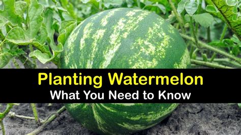 Watermelon Plant Care - Simple Tricks for Planting Watermelons