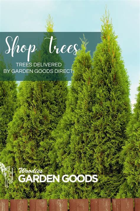 Arborvitae Thuja Care Guide Artofit