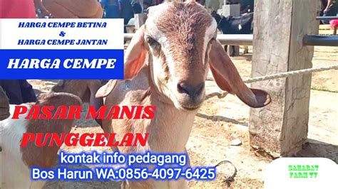 HARGA CEMPE BETINA JAWA RANDU DAN HARGA CEMPE JANTAN JAWA RANDU DI