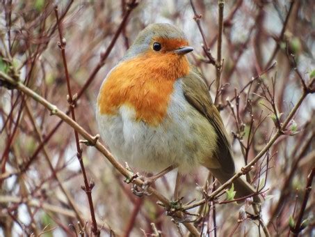 Kostenlose Foto Baum Natur Ast Winter Vogel Tierwelt Wild