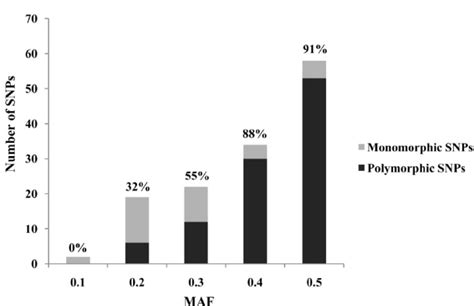 Distribution Of Snp Minor Allele Frequency Maf For Apostichopus