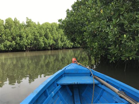 Exploring the Mangrove Forest of Pichavaram - That Goan Girl