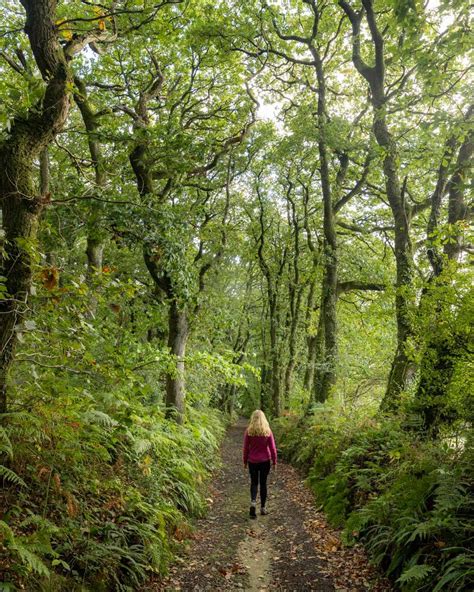 Pengelli Forest A Gorgeous Easy Circular Walk Through Ancient Woodland