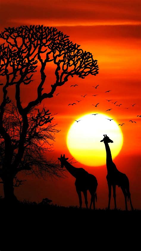 WALLPAPERS HD: Sunset Animals