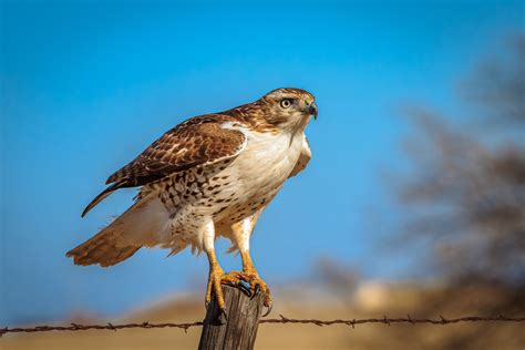 25 Common Birds in Texas: Identification Guide - Southern Trippers