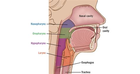 Throat Cancer / Hypopharyngeal Cancer – Doctor Akshay