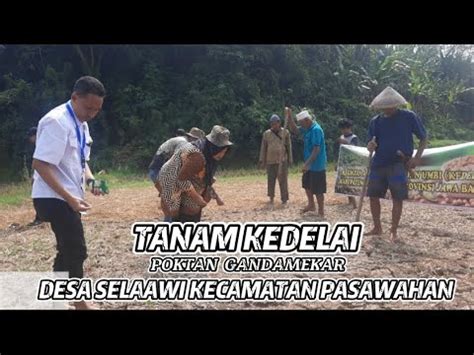 TANAM KEDELAI DI DESA SELAAWI KECAMATAN PASAWAHAN POKTAN GANDAMEKAR