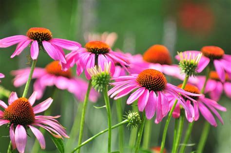 Echinacea proprietà e utilizzi della pianta Ohga